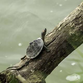 आराम करें और आराम रीसेट करें © 2024 Rest and Reset Relaxaton