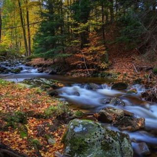 Fall Forest Rain and Stream - 10 Hours Sleep Sound