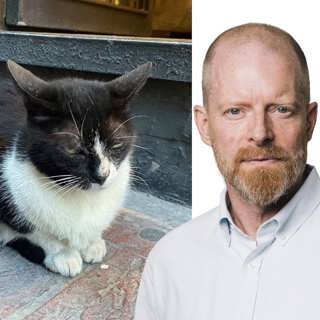 Katterna är ingens – och allas: Martin Svenningsen, Istanbul