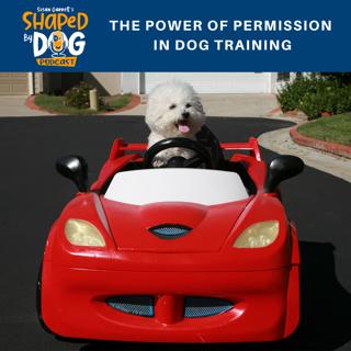 The Power of Permission in Dog Training #11