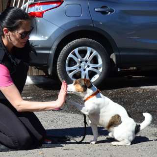 Hvordan kan du styrke relasjonen til hunden din?