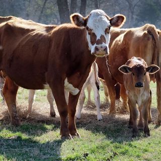 #606: Support Local Ranchers With Doug Lindamood