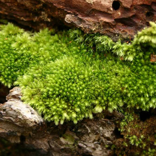 It's far from certain that peat bogs can continue absorbing carbon dioxide at current rates