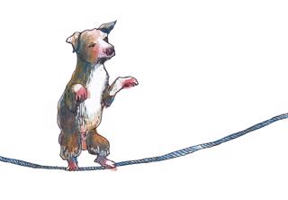 Slackline med hund