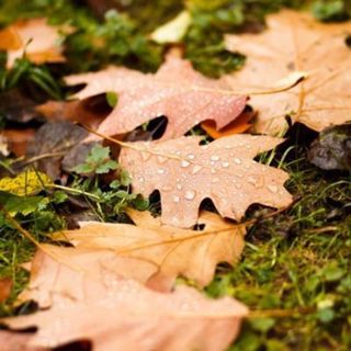 Rain on Leaves: Pattering Autumn Rain ASMR - 10 Hours Sleep Sound