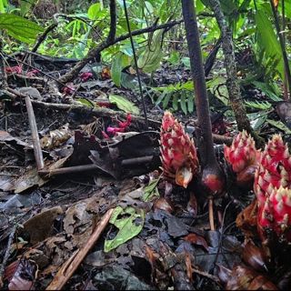 Philippines Botany, East Texas Yucca Pollination, etc w/Adam Black