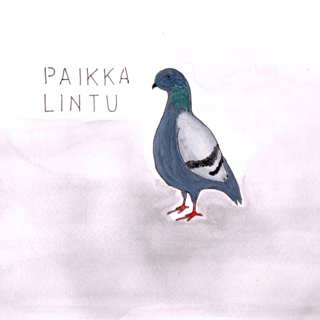 Paikkalinnut, nuo talven taiturit – Miljan mainiot lintufaktat, osa 5