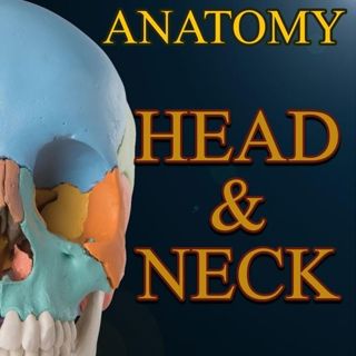 Anatomy: Head and Neck