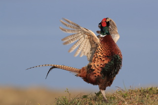 Raising Pheasants