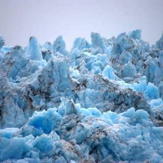 Uttrar, björnar och glaciärer - Naturmorgon besöker Alaska