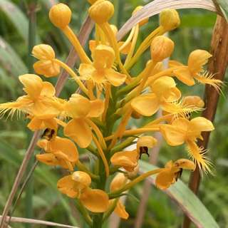 Episode 29: Orchid Genus Platanthera and the Species and Lobelia Species in New England