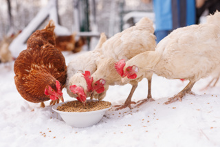Audio Article: Keep Chickens in Winter Gardens