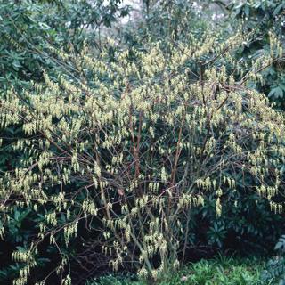 Sustainable plant combos, GYO tips (for tomatoes, beetroot, squash), flowering shrubs