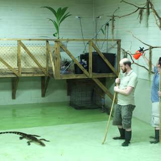 Sjungande alligatorer ska visa hur smarta dinosaurier var (R)