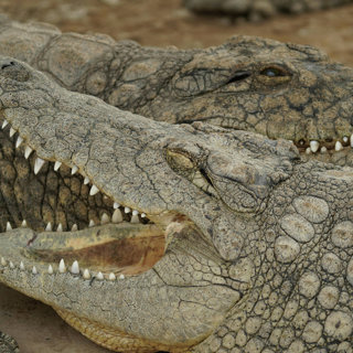 9 Chomp-worthy facts about Alligators