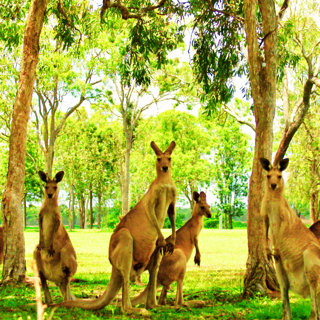9 Bonzer Tips for Traveling Across Australia