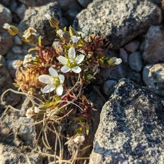 Serpentinbotanik på fjället Graipesvare – och barnens lerfigurer ger plats åt fiskrom