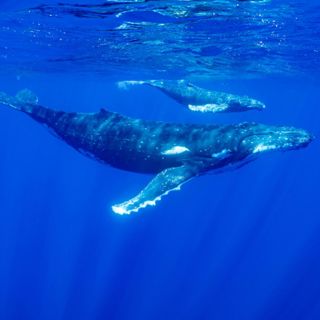 Valtamerten suojelu – toiminnan aika