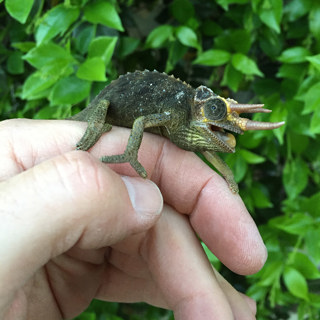 Ep 18: Wild Caught Chameleons & Acclimation