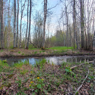 Birdsong – Peaceful Spring Lakeshore Forest