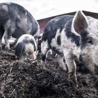 Ska djur ha mänskliga rättigheter? Om Martha Nussbaums bok Justice for animals