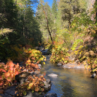 Episode 52: Squaw Valley Creek Trail- Autumn Morning Walk