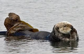Sea Otters: Guardians of the Kelp