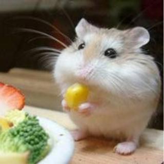 Church Mouse