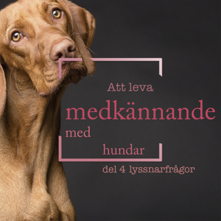 Att leva medkännande med hundar - Del 4 Lyssnarfrågor