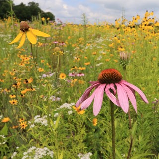 Should you mow your meadow or pollinator planting?