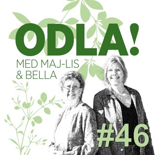 Härdighet, klimatanpassning och brunsvarta klematisknoppar