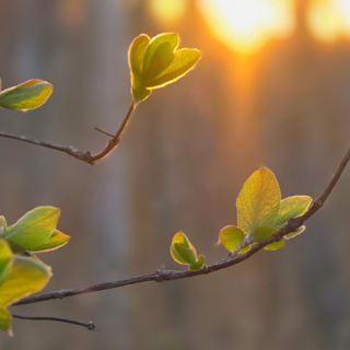 Spring Morning by the Lake: Black Grouse Lek & Forest Awakening