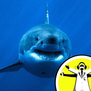 Shark Camouflage in Australia