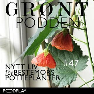 #47 Nytt liv for bestemors potteplanter