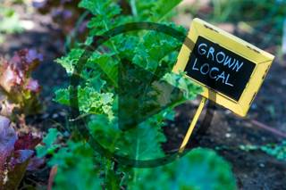 Sustainability and Community: A Talk with the 2023 Mother Earth News Voices