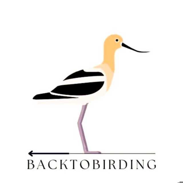 Back to Birding