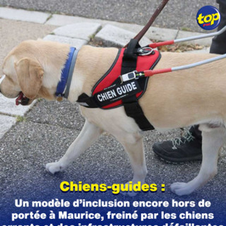 Chiens-guides : Un modèle d’inclusion encore hors de portée à Maurice, freiné par les chiens errants et des infrastructures défaillantes selon l’Association Lizie Dan La Main