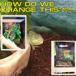 Can We Change Pet Store Chameleon Care?