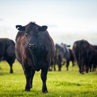 #28 — Meat Without Misery