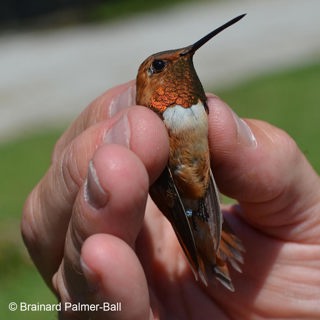 Winter Hummingbirds in the Eastern U.S.