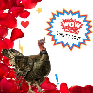 Turkey Love