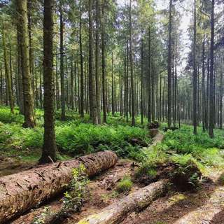 294 Dawn in Shelve Wood Shropshire with cuckoo