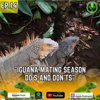 Peak Iguana Activity: How to Manage Mating Season in Your Neighborhood