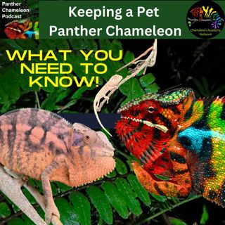 Panther Chameleons as Pets - What you need to know!