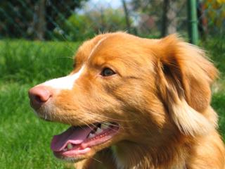 Nova scotia duck tolling retriever - Tollare