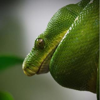 Does Python Need a Bigger Tank?