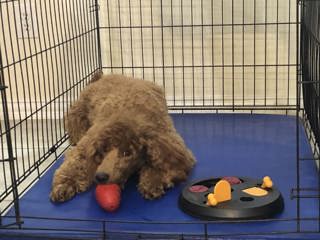 229: Is Your Dog Too Worked Up for Agility