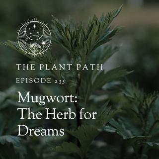 Mugwort: The Herb for Dreams