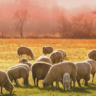 4.30.23 - We are Sheeple
