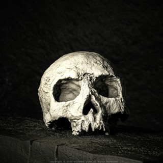 #336 - Autophagy, Cystic, Fossilization, Phobophilic & Sedimentum